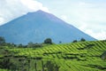 Mount Kerinci has a height of 3,805 meters above sea level and has Edelweiss flowers. and its tea area is 2,500 hectares? Royalty Free Stock Photo