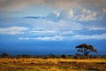 Mount Kilimanjaro. Savanna in Amboseli, Kenya Royalty Free Stock Photo