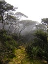 Mount Kinabalu Cloud forest Borneo