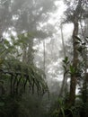 Mount Kinabalu Cloud forest Sabah Borneo Royalty Free Stock Photo