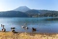 Mount Kirishima with lake and duck Royalty Free Stock Photo