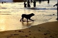 Mount Lavinia Beach. Colombo, Sri Lanka. 05th March 2016. Silhouette of Dog at the beach with the sunset background