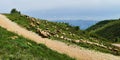 Mount Lebanon. flock of sheeps before a wide landscape