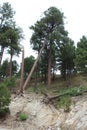 Mount Lemmon, Santa Catalina Mountains, Coronado National Forest, Tucson, Arizona, United States