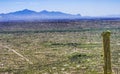 Mount Lemon View Saguaro Blooming Cactus Houses Tucson Arizona