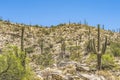 Mount Lemon View Saguaro Blooming Cactus Tucson Arizona