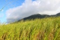 Mount Liamuiga in Saint Kitts Royalty Free Stock Photo