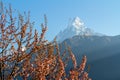 Mount Machapuchare from Nepali meaning `fishtail`against the backdrop of a flowering tree, Annapurna Conservation Area,