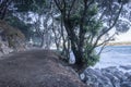 Mount Maunganui base track with tangled branches of pohutukawa trees arching over path