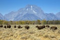 Mount Moran and Bison, Grand Teton National Park, Wyoming Royalty Free Stock Photo