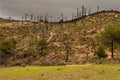 Mount of mourning by the fire of its trees