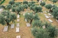 Mount of Olives and the old Jewish cemetery in Jerusalem, Israel Royalty Free Stock Photo