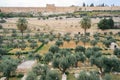 Mount of Olives and the old Jewish cemetery in Jerusalem, Israel. Royalty Free Stock Photo