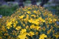 Mount Olympus St. John`s wort Hypericum olympicum f. uniflorum with yellow flowers