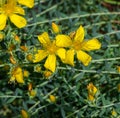 Mount Olympus St Johns-wort Hypericum olympicum in bloom