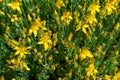Mount Olympus St Johns-wort Hypericum olympicum in bloom