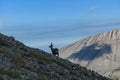 Mount Olympus - Wild mountain goat (chamois) on Mount Olympus (Mytikas, Skala, Stefani) in Mt Olympus National Park, Thessaly,