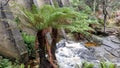 Mount Paris Dam Wall on the Cascade River Tasmania. In the Tasmanian bush with ferns and eucalypts