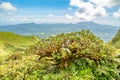 Mount Pelee green volcano hillside panorama with tropical tree in foreground, Martinique, West Indies, French overseas department Royalty Free Stock Photo