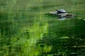 Red-eared slider at the Rockefeller State Park Preserve. Royalty Free Stock Photo