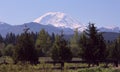 Mount Rainier and Cattle Fence Royalty Free Stock Photo