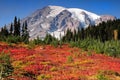 Mount Rainier fall colors Royalty Free Stock Photo