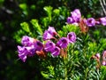 Mount Rainier Flowers