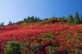 Mount Rainier Huckleberry Field