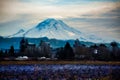 Mount Rainier From Kent Illustraton