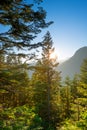 Mount Rainier National Park, USA Royalty Free Stock Photo