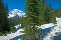 Mount Rainier from Nisqually Vista Trail, Mount Rainier National Park Royalty Free Stock Photo