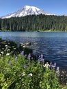 Mount Rainier at Reflection Lake Royalty Free Stock Photo
