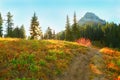 Mount Rainier, Washington. Paradise Trail. Royalty Free Stock Photo