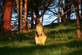 Wallaby surprised at sunset, Mt Rouse Lookout, Penhurst, Victoria, Australia,