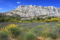 Mount Sainte Victoire and Flowers Royalty Free Stock Photo