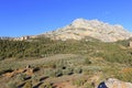 Mount Sainte Victoire and olive trees