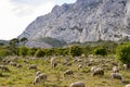 Mount Sainte Victoire and Sheep Royalty Free Stock Photo