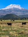 mount shasta california and scenery around it Royalty Free Stock Photo