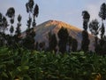 Mount Sindoro rises majestically at dawn, where the surrounding tobacco plantations still look dark