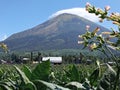 Mount Sindoro and tobacco plantations