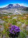 Mount St Helens with wildflowers from the Johnson Ridge Observatory