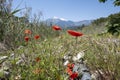 Mount Tahtali and blooming poppies