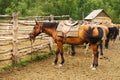 Mount tethered horses Royalty Free Stock Photo