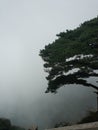 Mount tianzhu tone rock pine tree