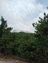 Mount tianzhu tone rock pine tree