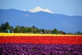 Mount Vernon Skagit Valley Tulip Festival Royalty Free Stock Photo