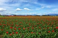 Mount Vernon, WA USA March, 26 2015. Every year in April Skagit Valley Tulip Festival is held in the North West of Washington.