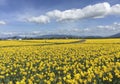 Mount Vernon, WA USA March, 26 2015. Every year in April Skagit Valley Tulip Festival is held in the North West of Washington.