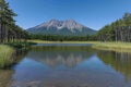Mount yamnuska reflecting in calm pond water with pine tree landscape Royalty Free Stock Photo