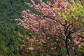 Mount Yoshino, Japan